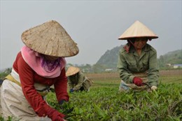 Người dân Sơn La ổn định cuộc sống nhờ sản xuất chè sạch 